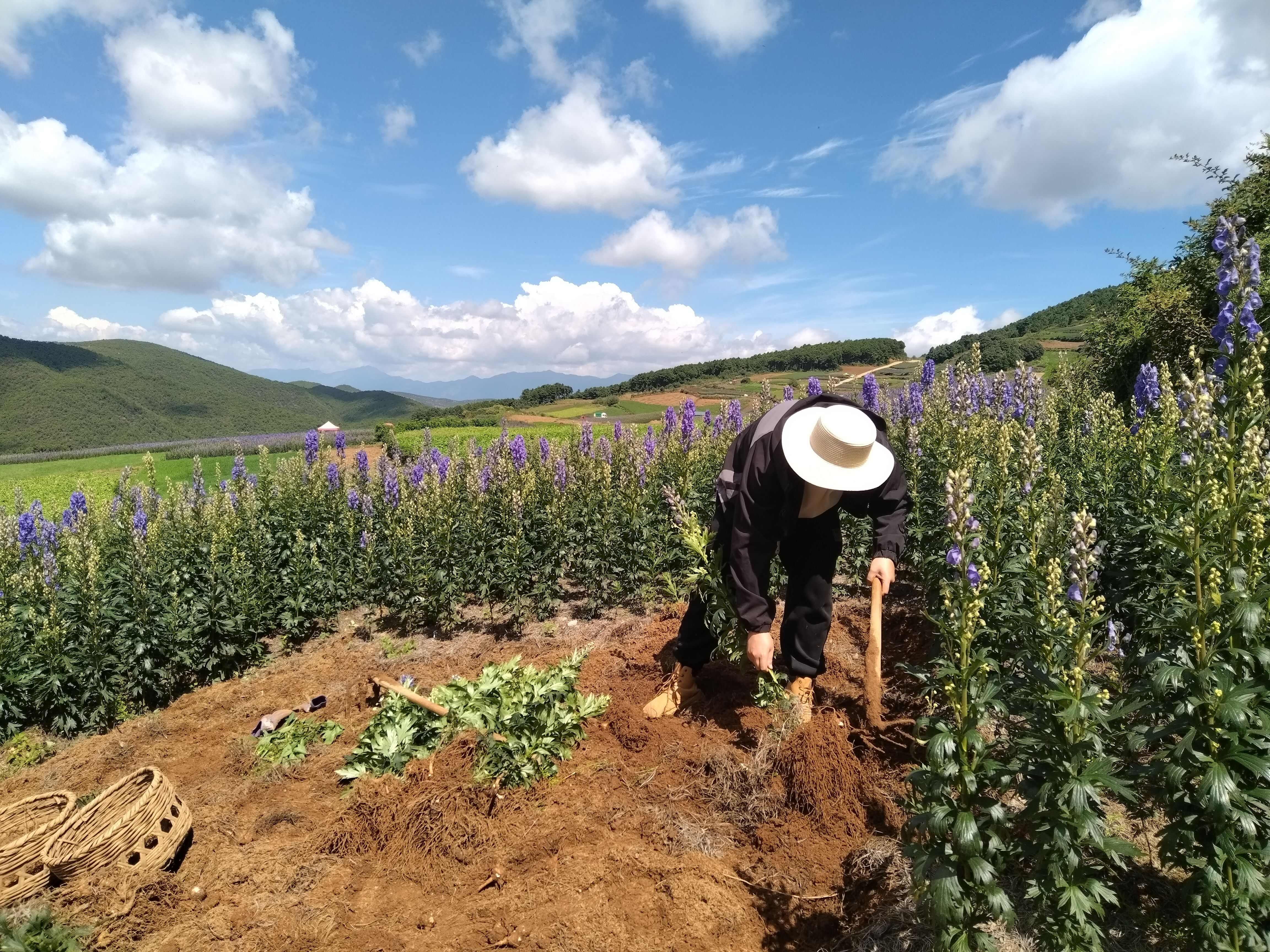 云南鶴慶馬廠新鮮采挖中藥材香附根莖天然草本植物原材料直供批發(fā)