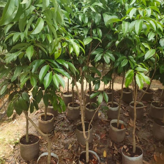 灵山县仙进奉
