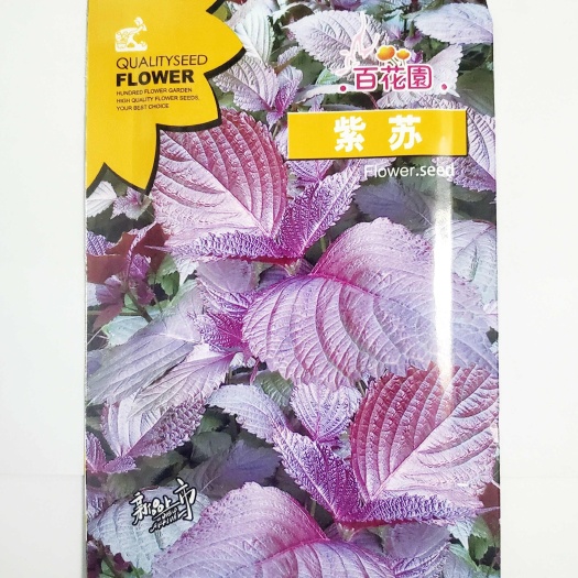 成都四季食用紫苏种子紫苏籽种子香菜种紫苏盆栽阳台苏子粒种香菜籽种