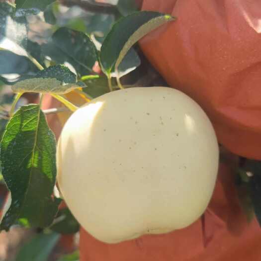 安丘市黄金维纳斯苹果  大量上市  追求口感的老板看过来