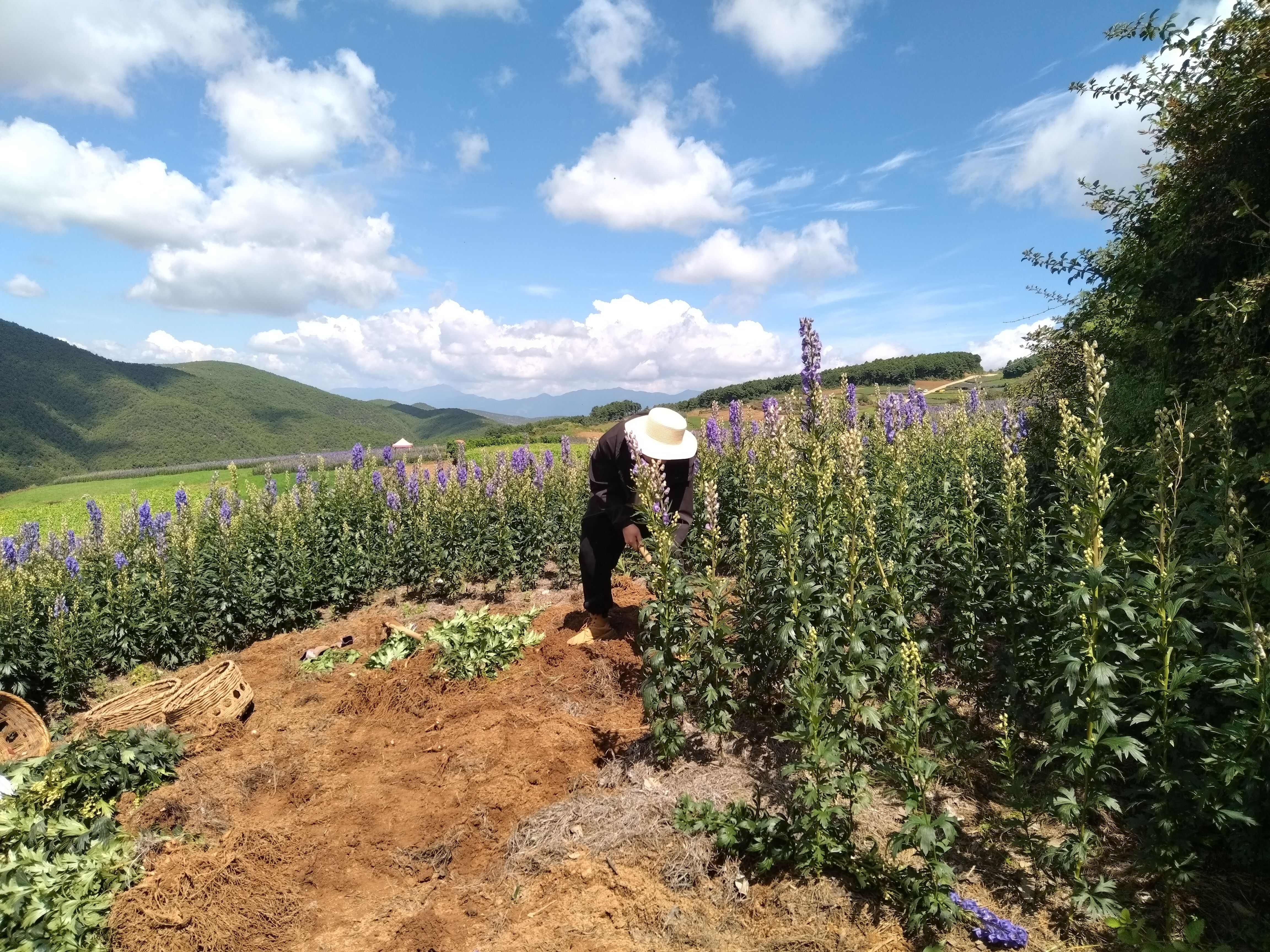 云南鶴慶馬廠新鮮采挖中藥材香附根莖天然草本植物原材料直供批發(fā)