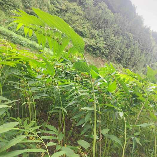 通道县大量供应多花黄精