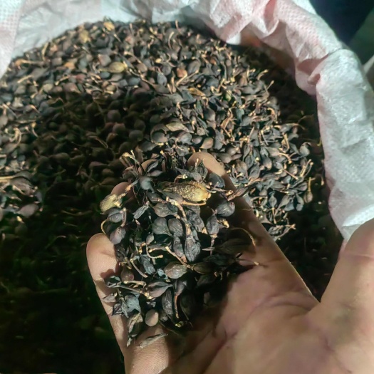 连翘