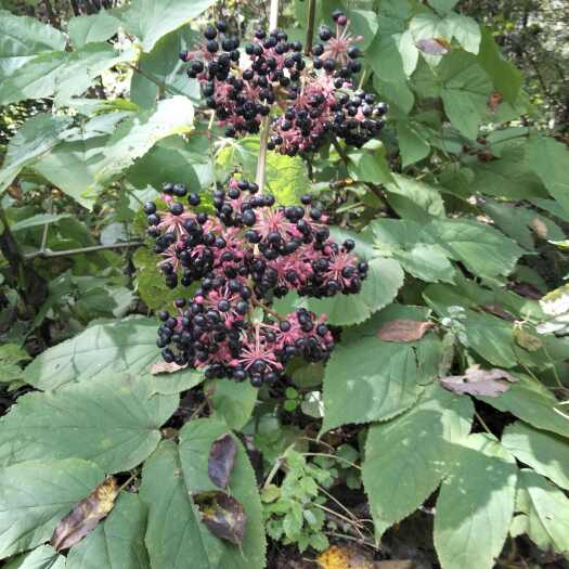 白山长白山苦嫩芽、苦老芽是一种非常好吃的山野菜、有需要根茎的联系