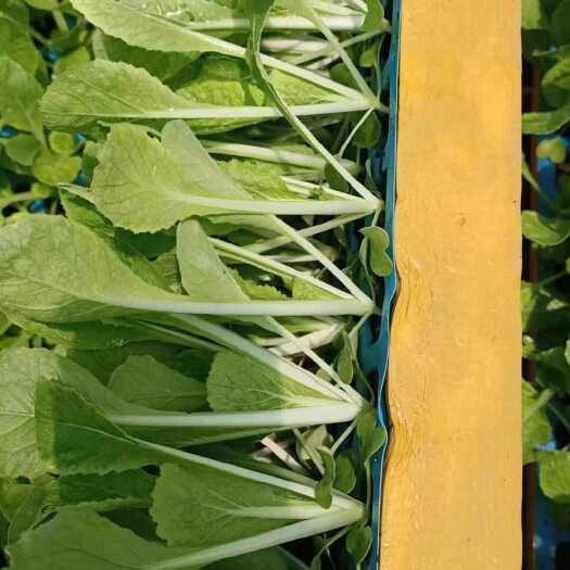 通海县白菜苗   冬季大白菜  抗寒白菜苗
