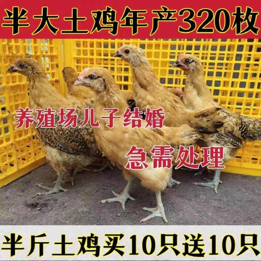 大化县土鸡苗(平台优质商家) 包防疫 包运输 货到满意付款