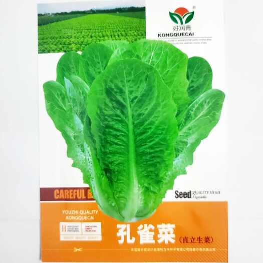 成都孔雀菜不打药不生虫生吃脆甜高营养直立生菜四季播生菜绿叶苦菊菜