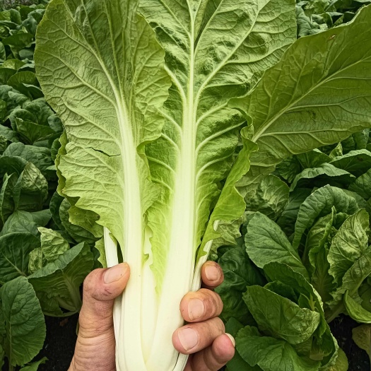 南通小白菜，快白，杭白菜