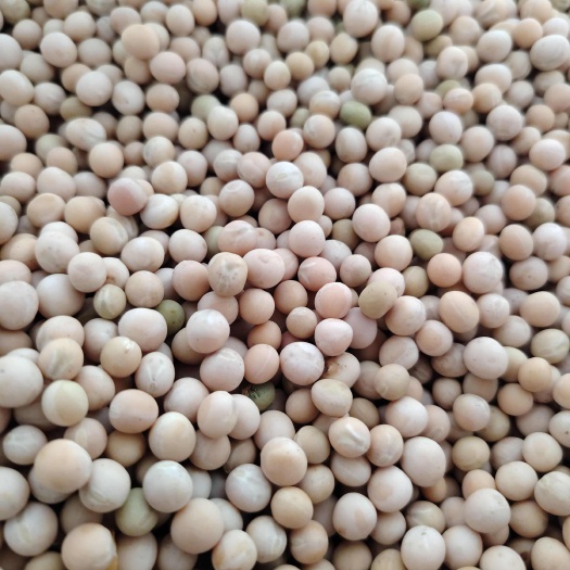 云南本地豌豆可吃豌豆尖朱砂红新货白豌豆种～子