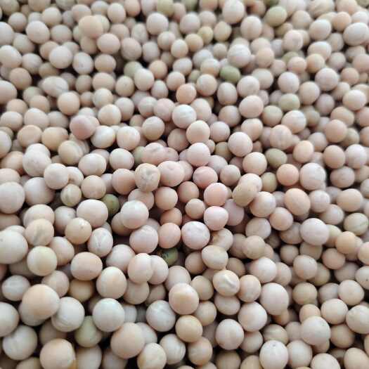 富源县云南本地豌豆可吃豌豆尖朱砂红新货白豌豆种～子
