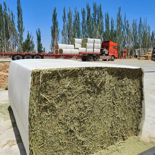 玉门市苜蓿草产地一手货源甘肃玉门头茬苜蓿草水分全国发货紫花苜蓿草