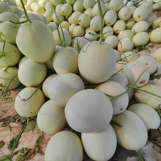 甘肃玉门新鲜采摘玉菇甜瓜现摘现发