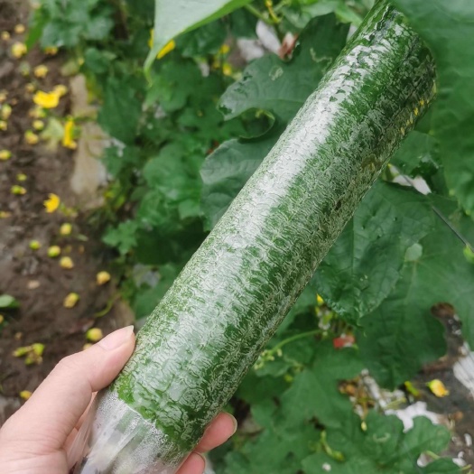 廉江市青皮丝瓜皱皮
