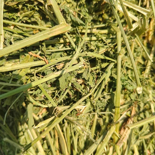 玉门市甘肃玉门头茬苜蓿草