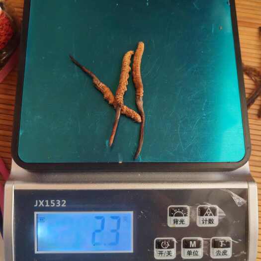 理塘县冬虫夏草