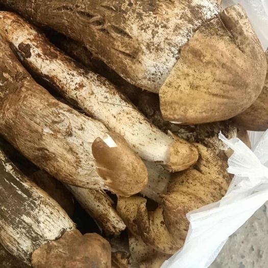 保山黄皮鸡枞