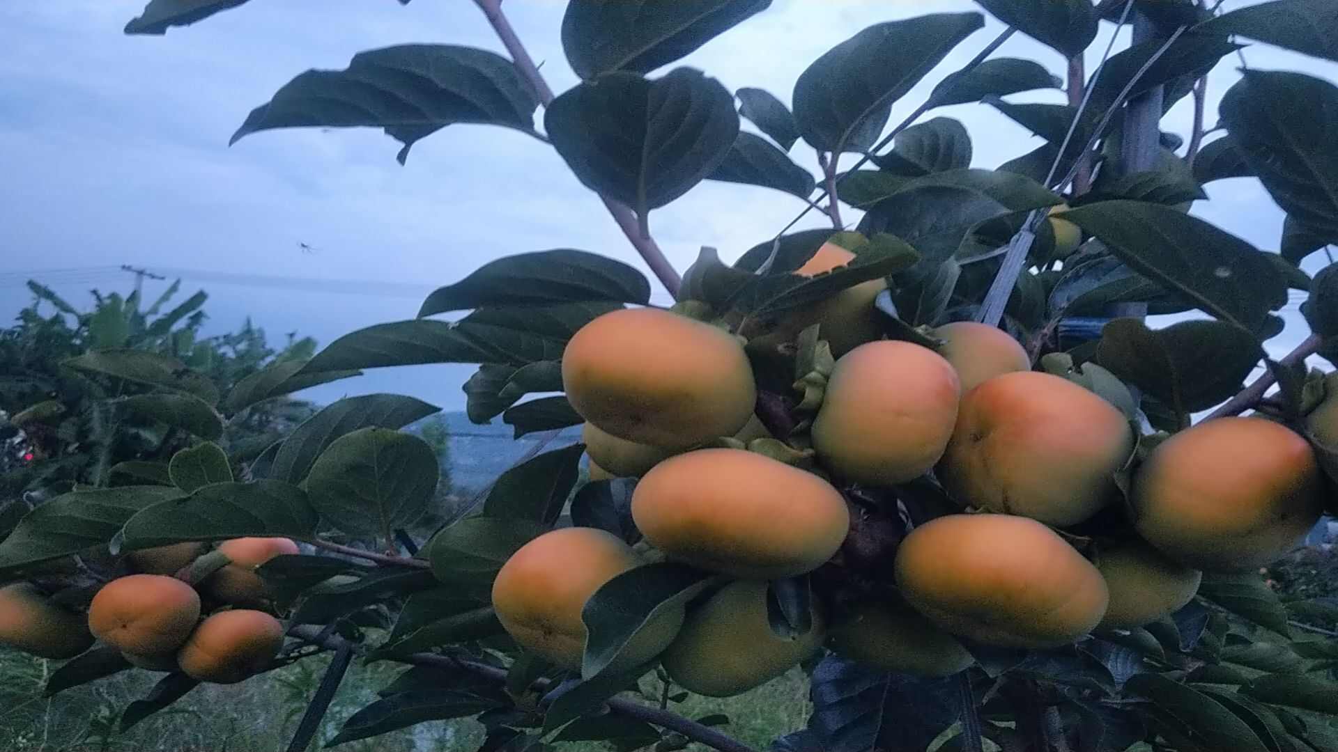 地标性水果，脆爽美味，削皮即食，绿色健康，深秋蜜柿，现摘现发