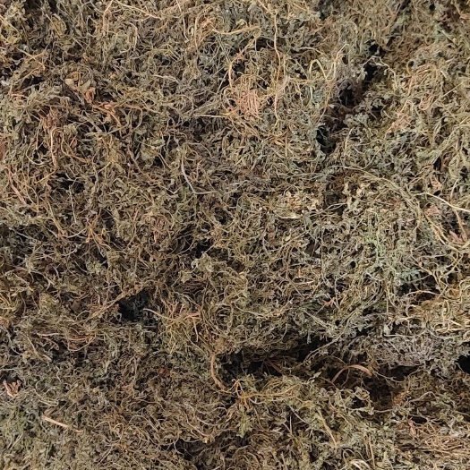 鹅不吃草