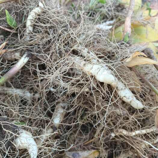 长春新鲜玉竹