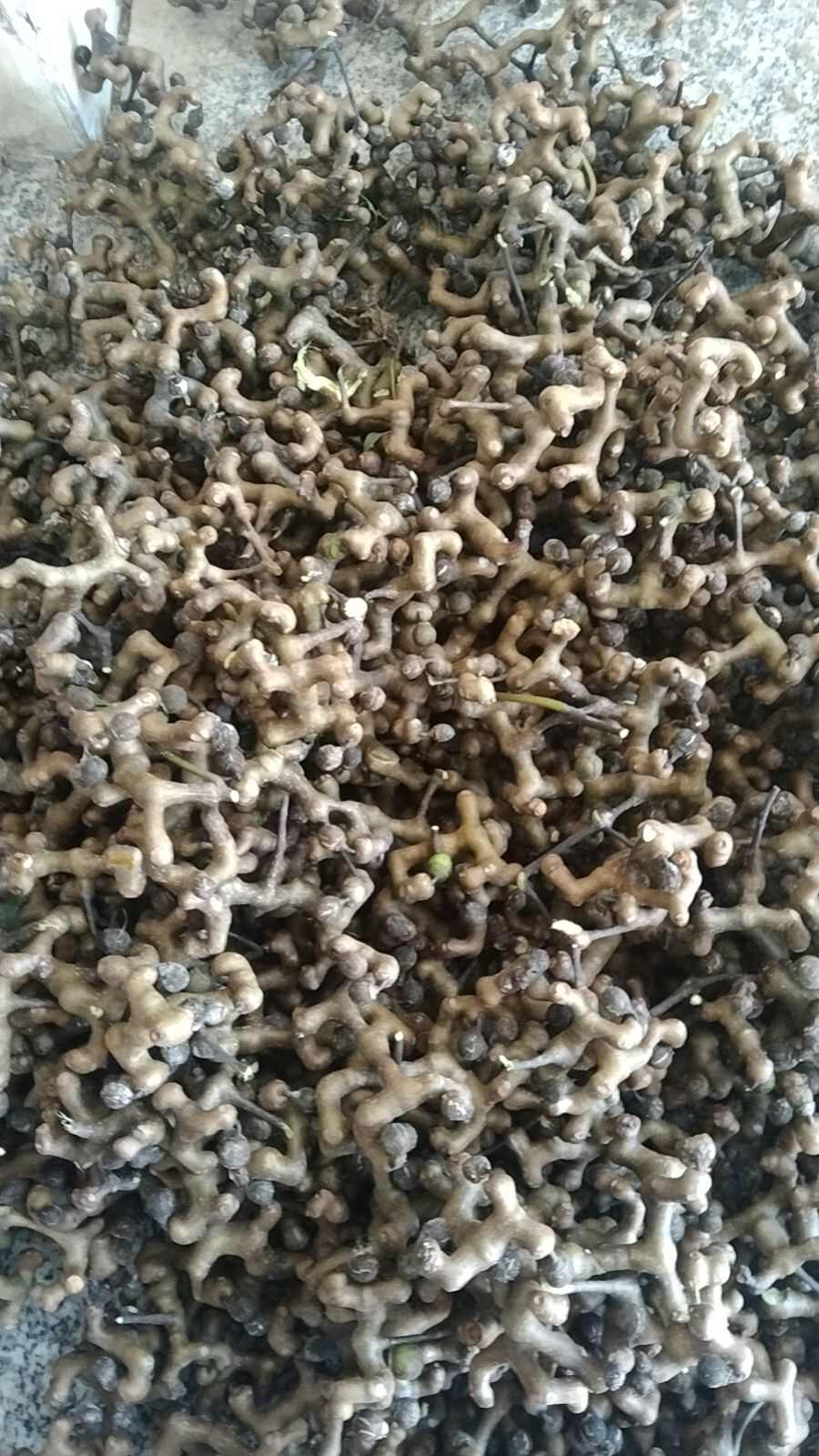 拐枣 万寿果 5斤包邮今年新货