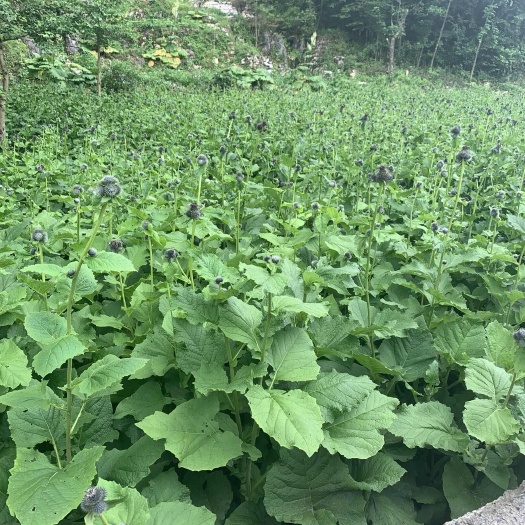 会东县四川省会东县产地直发，云木香中药材根茎天然药材批发零售