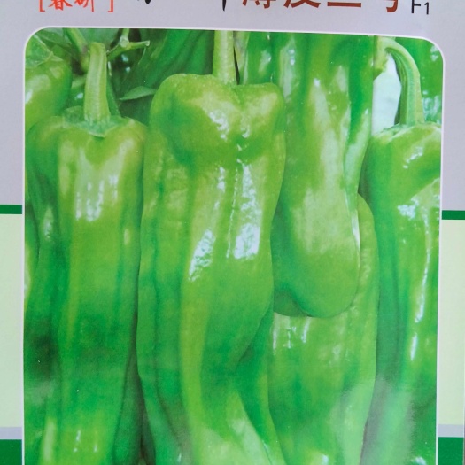 成都薄皮辣椒种子