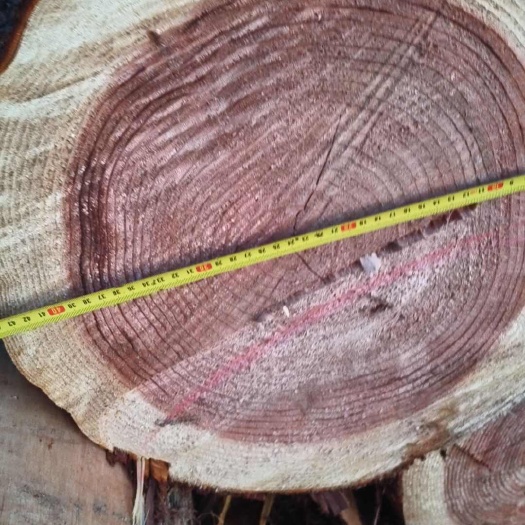 鹤峰县柳杉底节