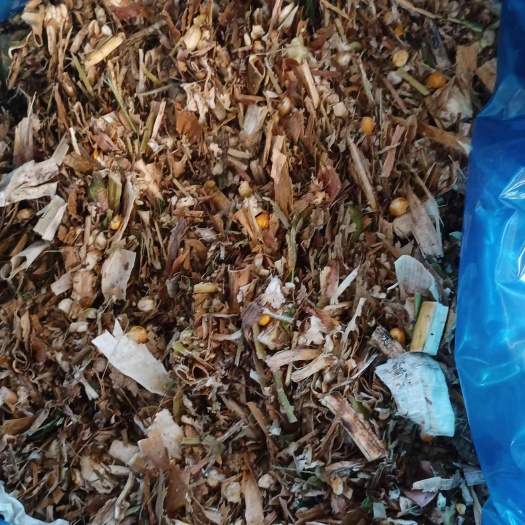 通海县老玉米全株料