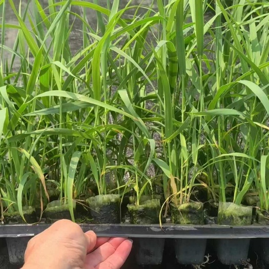 绿洲一号芦竹苗耐寒牧草。高营养高产量适口性好