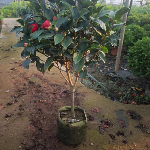 宜良县四季茶花