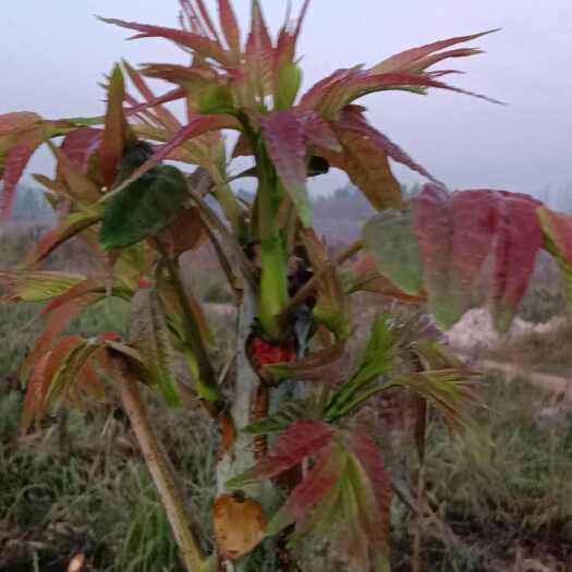 新田县香椿芽具有各种维生素，