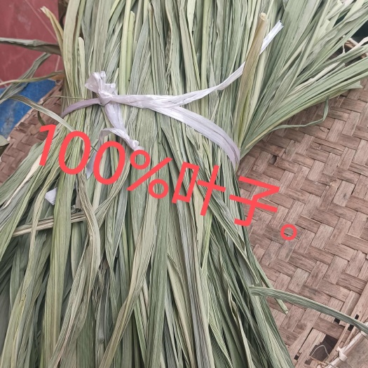 南宁新鲜牧草叶子。广西甜象草叶