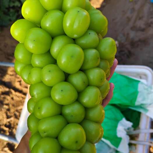夏邑县夏邑阳光玫瑰  口感好  颗粒大  大量供应  质量保证