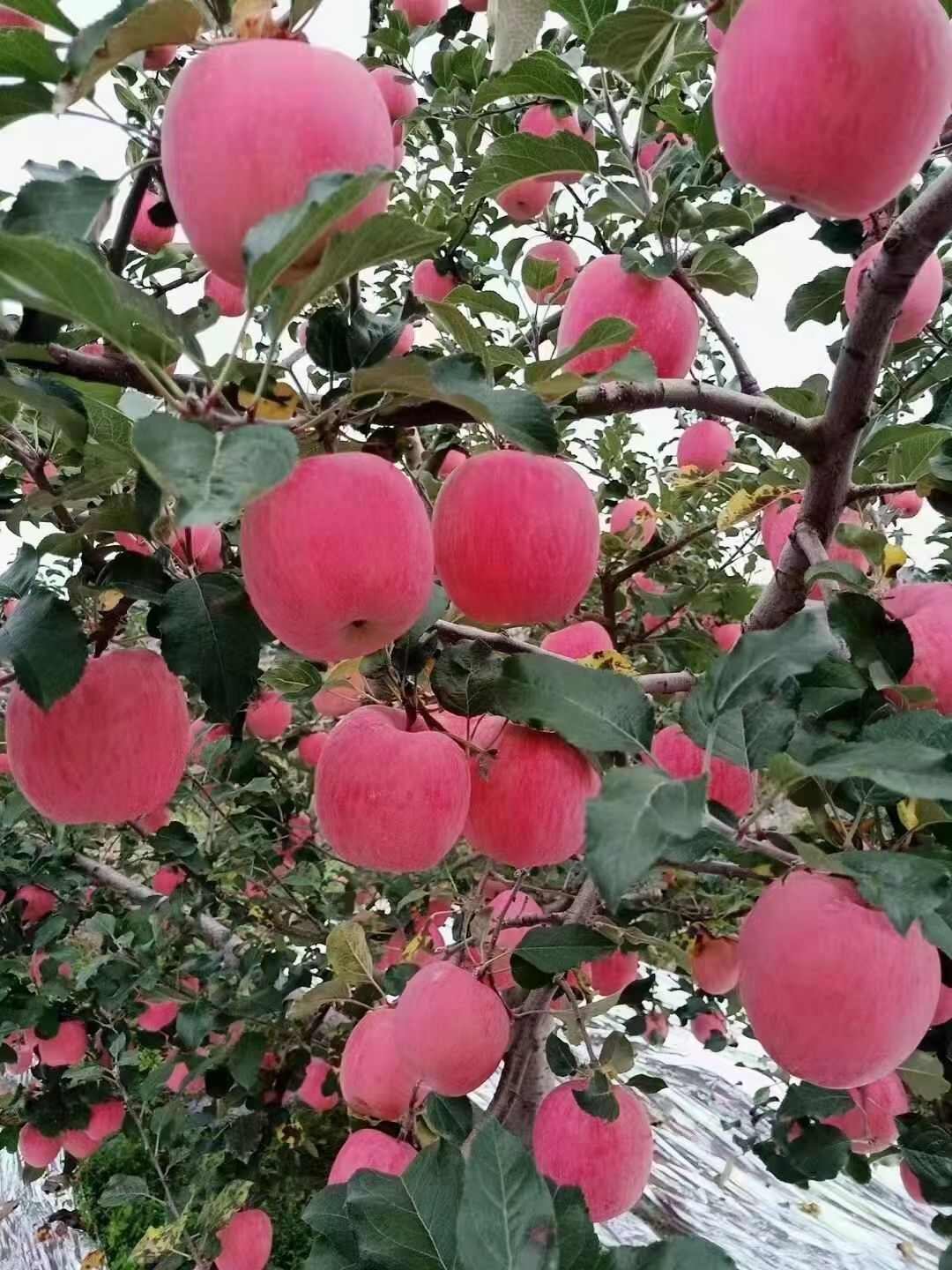 静宁高原红富士