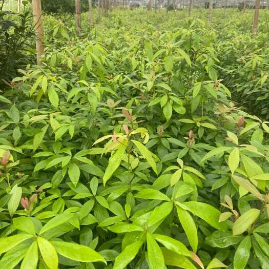 遂川县金丝楠木杯苗大量有货，一手货源苗场直供