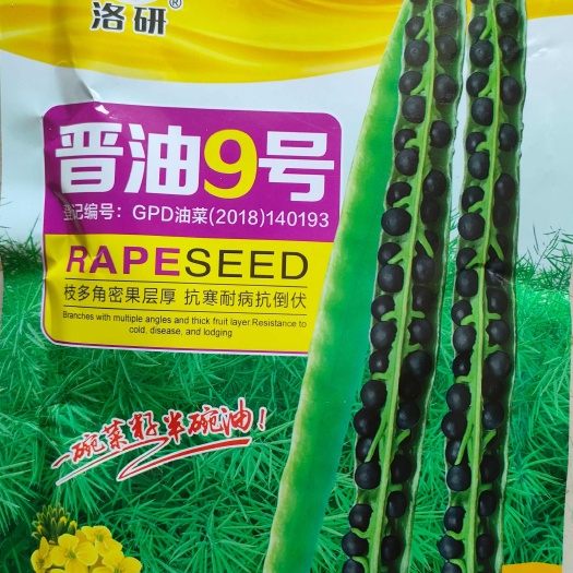 晋油9号油菜籽适合山西区域