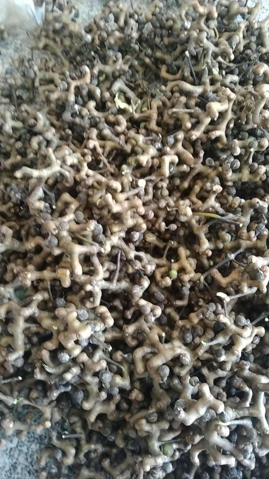 拐枣 万寿果 5斤包邮今年新货