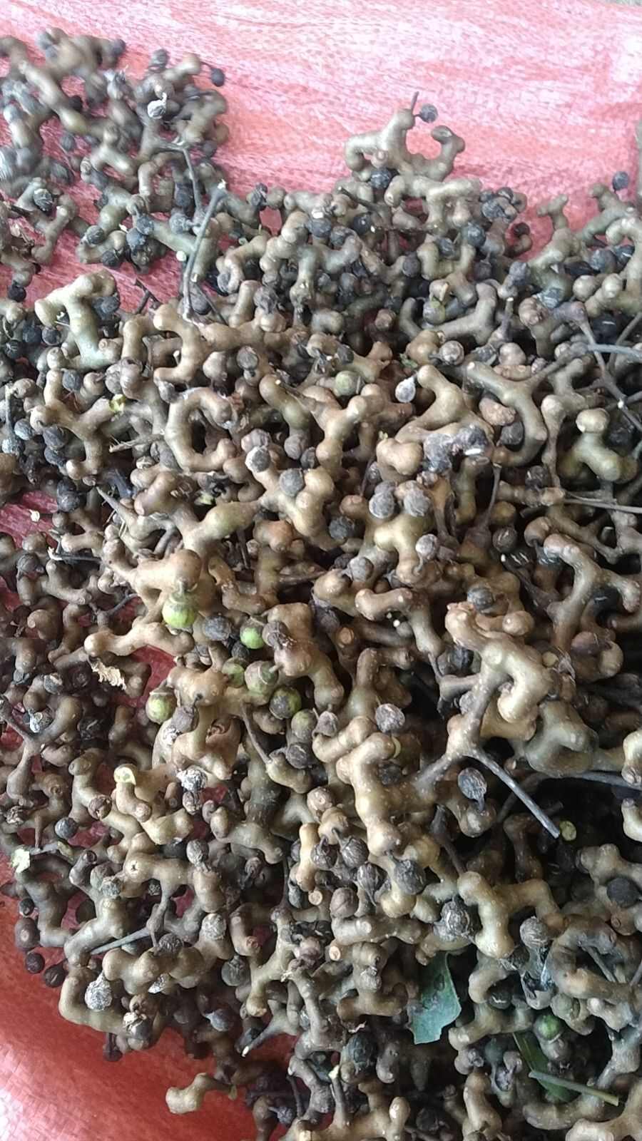 拐枣 万寿果 5斤包邮今年新货
