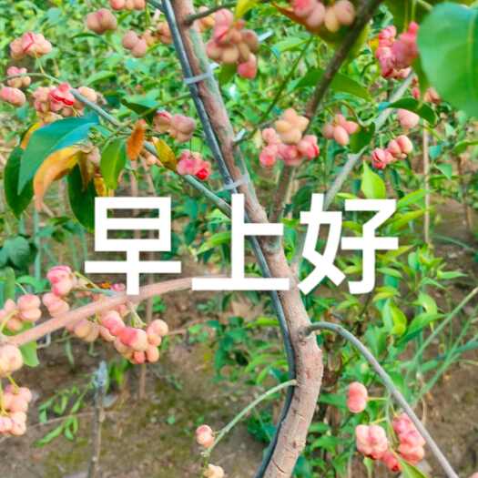 迁安市丝棉木盆景