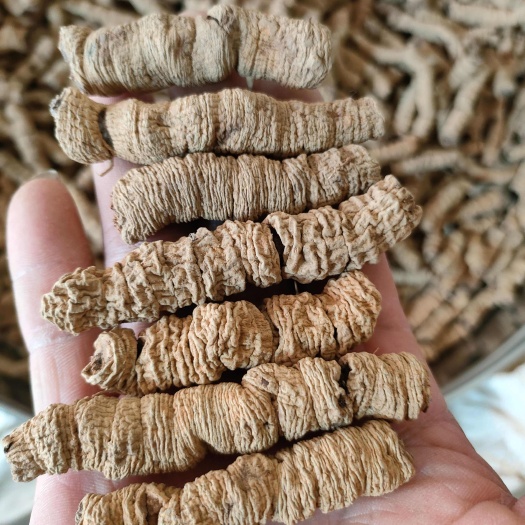 肇庆巴戟天《精选特大》抽芯巴戟天肉干货，快递包邮