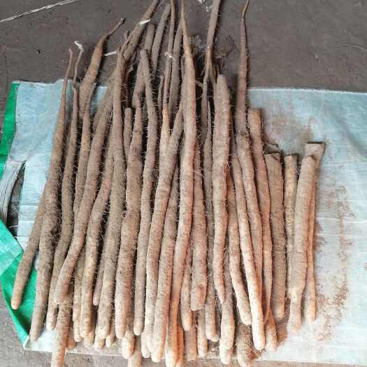 蠡县小白嘴二路山药