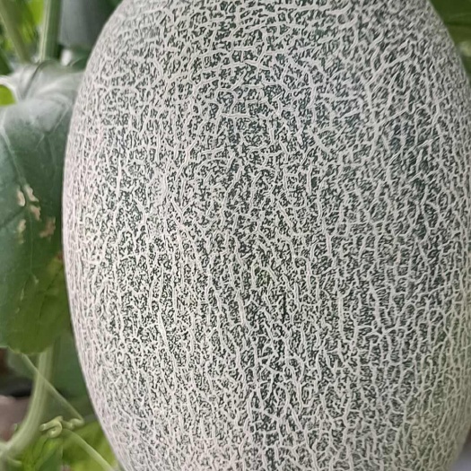 阳西县北海西州蜜大量上市，口感好，甜度高，一手货源，产地直发！！！