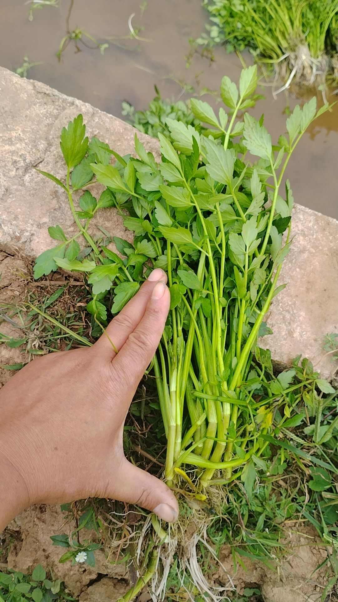 芹菜苗  水芹苗山芹菜种苗水芹种苗易活易种植蔬菜【提供大面积