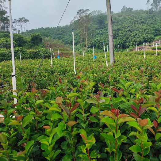 高州市油茶苗