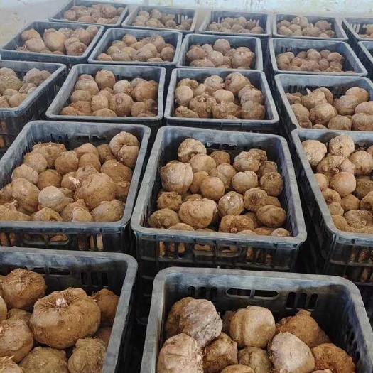 城固县魔芋种子  提供技术包回收 支持全国包邮周边专车送货