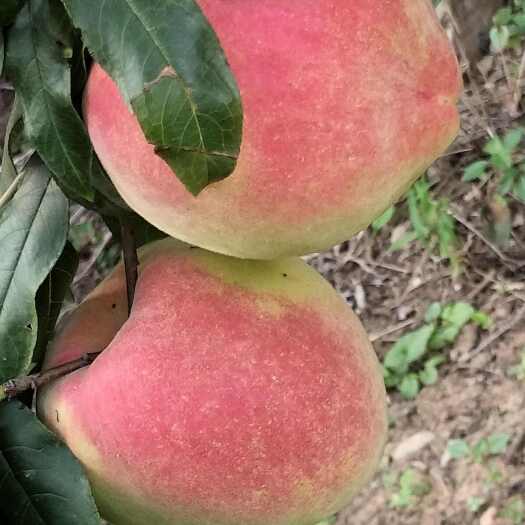 中华寿桃