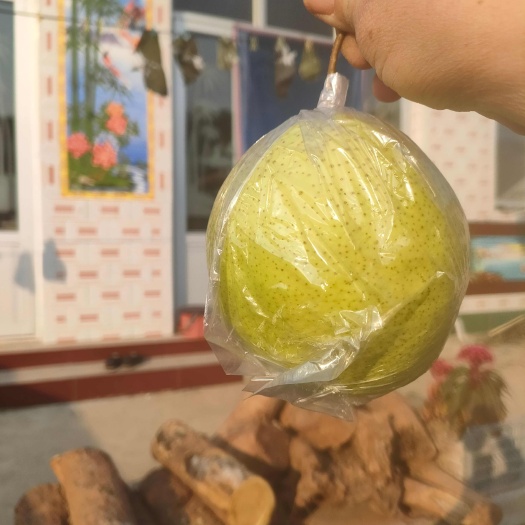 滦州市山地雪花梨，皮毛光亮，皮薄肉厚，脆甜汁美