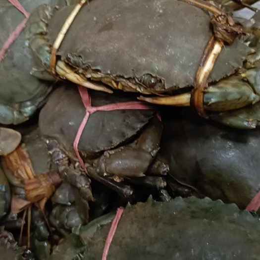 上海膏满肉甜