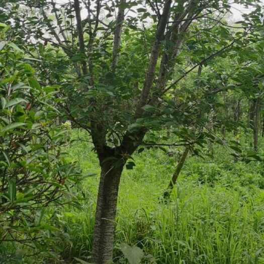 沭阳县15公分樱花