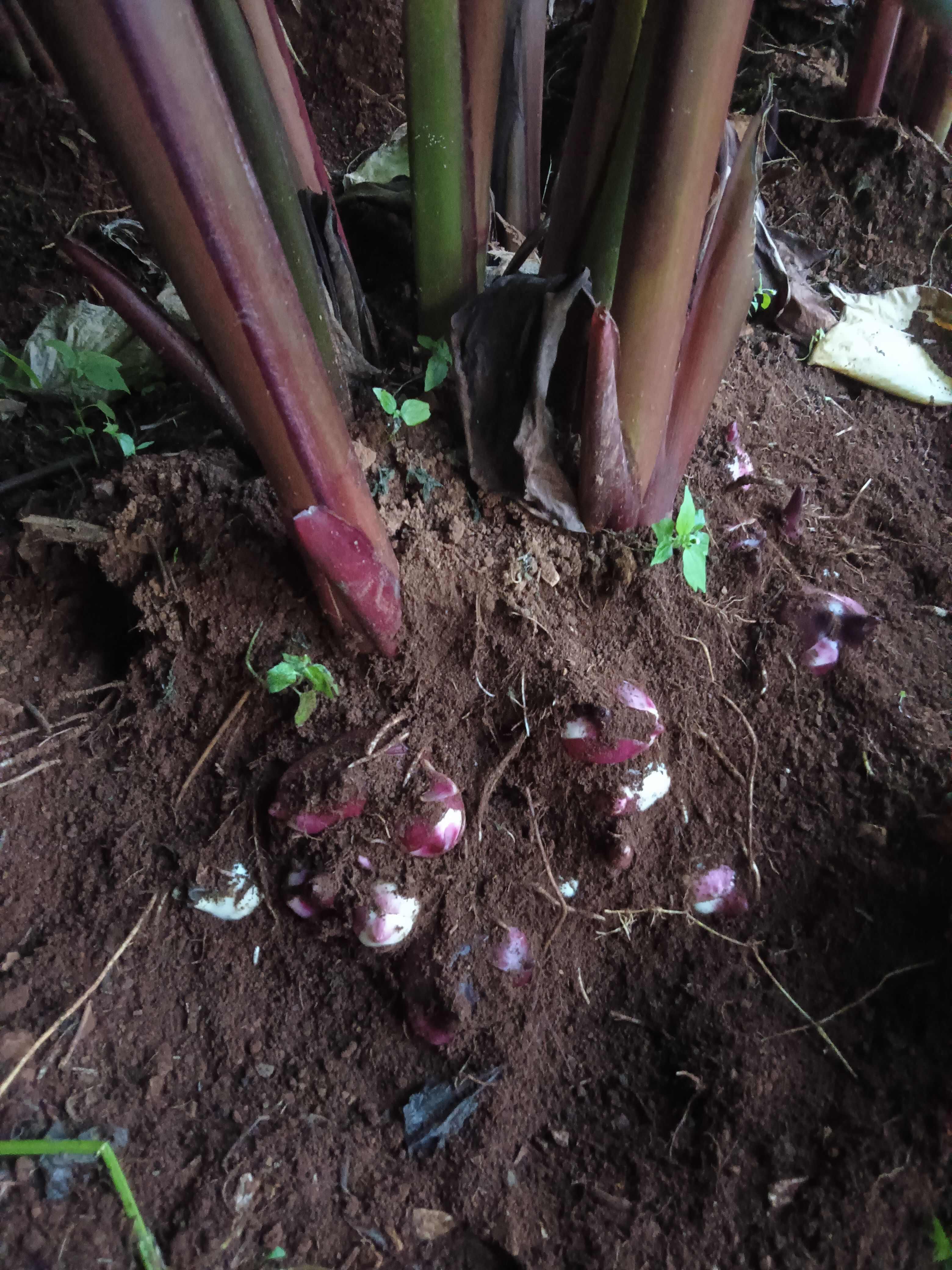 芭蕉芋